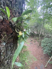Bulbophyllum pectinatum
