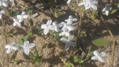 Gomphocalyx herniarioides