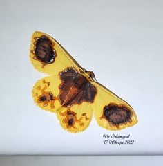 Plutodes lamisca