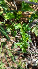 Annesorhizeae