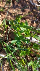 Annesorhizeae