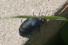 Eurymeloe