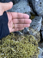 Poa paucispicula