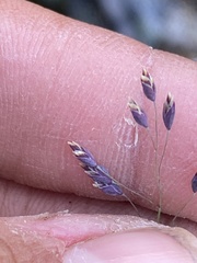 Poa paucispicula
