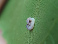 Caryomyia recurvata
