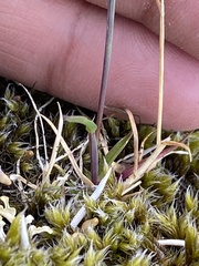 Poa paucispicula