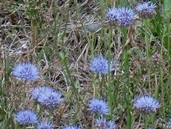 Globularia