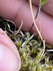 Poa paucispicula