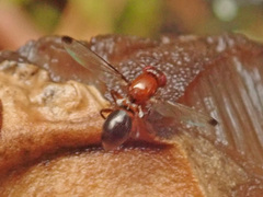 Mycetaulus bipunctatus