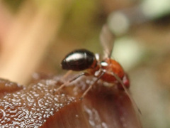 Mycetaulus bipunctatus