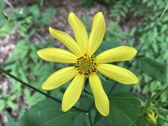 Helianthus divaricatus