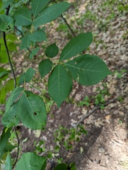 Caryomyia recurvata