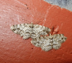 Myrioblephara