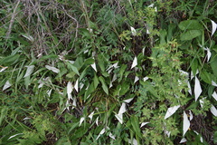 Saussurea controversa