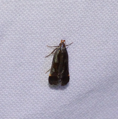 Dichomeris ochripalpella