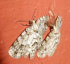 Myrioblephara