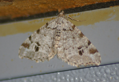 Macaria sexmaculata