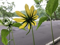 Helianthus divaricatus