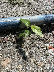 Holoptelea integrifolia