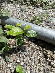 Holoptelea integrifolia