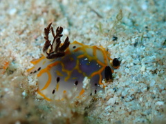Halgerda formosa