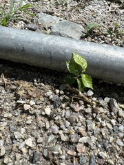 Holoptelea integrifolia