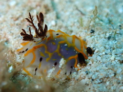 Halgerda formosa
