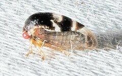 Cyrtolobus togatus