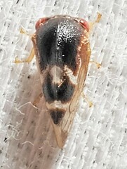 Cyrtolobus togatus