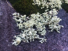 Cladonia caroliniana