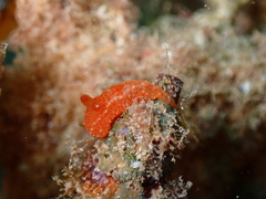 Paliolla