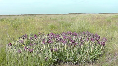 Iris scariosa