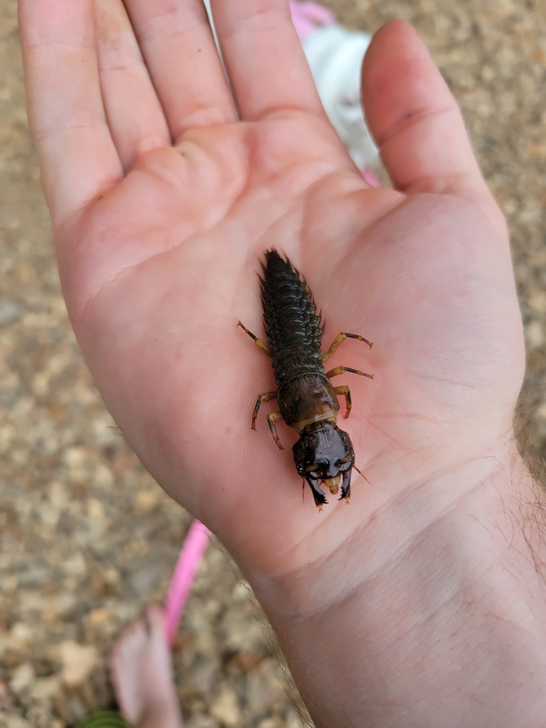 Eastern Dobsonfly from Wildhorse Township, MO, USA on July 25, 2022 at ...