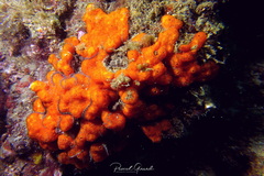 Polysyncraton lacazei