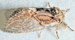 Peridea basitriens