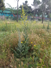 Verbascum pulverulentum