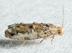 Proteoteras naracana