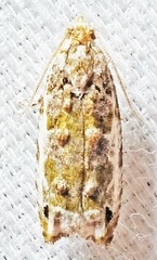 Proteoteras naracana