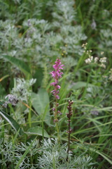 Pedicularis elata
