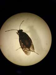 Macrosaldula scotica