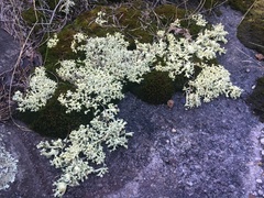 Cladonia caroliniana