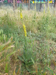 Verbascum