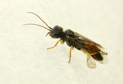 Pamphilius hortorum
