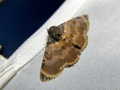 Diomea lignicolora