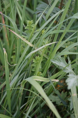 Cruciata glabra krylovii