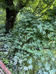 Acer cappadocicum
