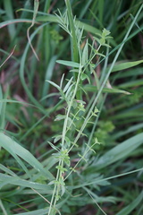 Cruciata glabra krylovii
