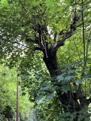 Acer cappadocicum