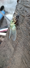 Hyalessa maculaticollis