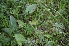 Artemisia sericea